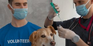 autoszczepionki dla zwierzat