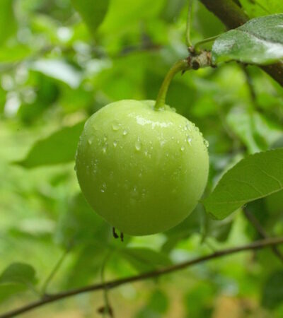 jablon papierowka dojrzewanie owocow